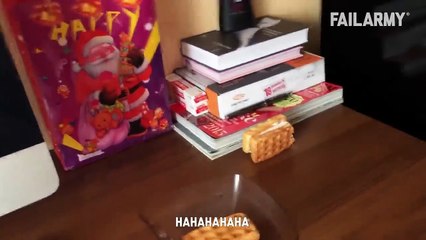 A Cat With Infinite Rizz _ Funny Cat Compilation - FailArmy