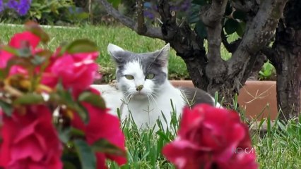 Funny Cats Compilation (Most Popular) Part 1