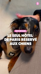 Reportage : Le seul hôtel de Paris réservé aux chiens
