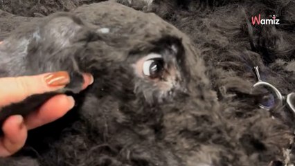 Il emmène son chien pour l'abandonner : l'équipe de l'association est bouleversée par l'état de l'animal (vidéo)