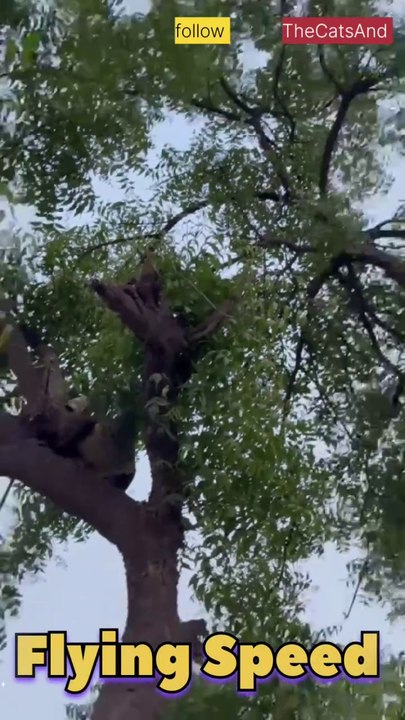 Peacock Flying | Bird In Flight | #foryou #peacock #bird @TheCatsAnd