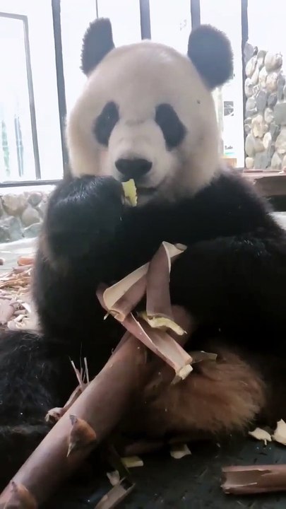 The daily life of pandas 🐼(95)   #Panda #Lovely