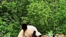 The daily life of pandas 🐼(96)   #Panda #Lovely
