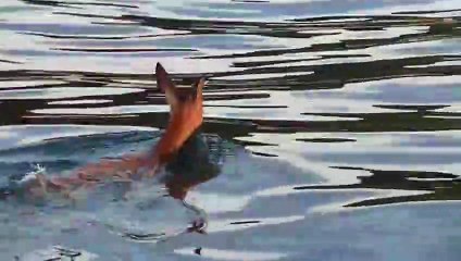 Fisherman helps save deer