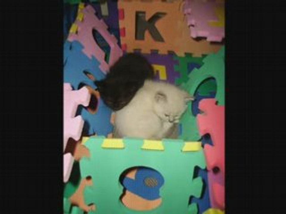 Le chaton noir