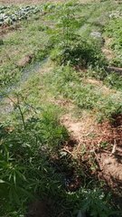 it's a Pakistan, how indeed people are hard working.