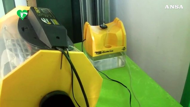 Al Bioparco di Roma per la prima volta la rara nascita di un avvoltoio Papa