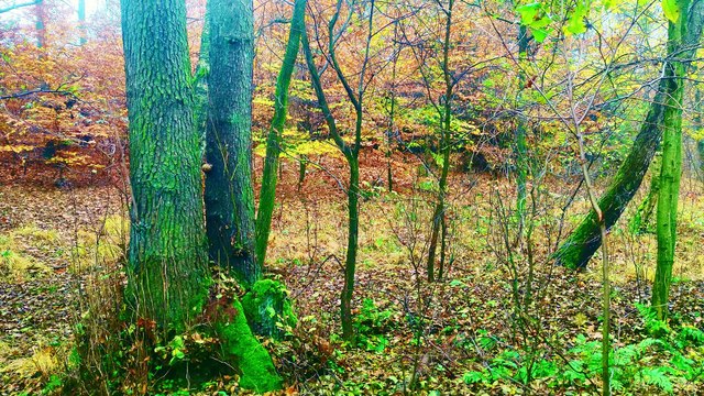 Instant DEEP RELAXATION🌲Soothing Forest White Noise, Birdsong & Moss Scent 4K Ultra HD