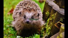 Help Hedgehogs Thrive: 8 Facts You Need to Know!