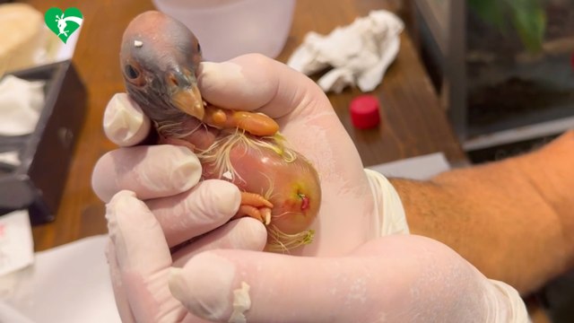 Pulcino di avvoltoio «papa» nato al Bioparco, il momento in cui l'uovo si schiude