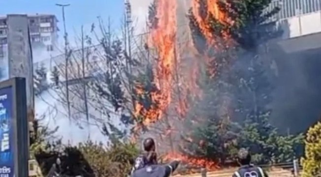 Beşiktaş'ta ağaçlık alanda yangın