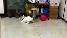 funny pets 5153