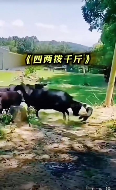funny pets 5154