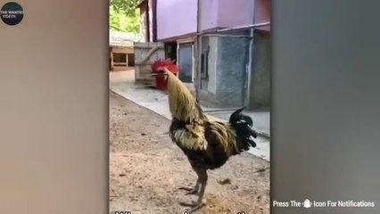 FUNNIEST ANIMAL MOMENTS CAUGHT ON CAM 9