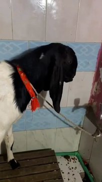 0332-3332125 Two Rajanpuri Male Goats/Qurbani/Near Raja Bazaar,