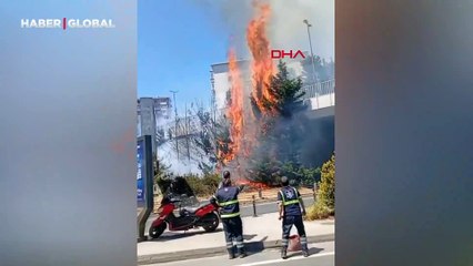 Beşiktaş'ta ağaçlık alanda yangın
