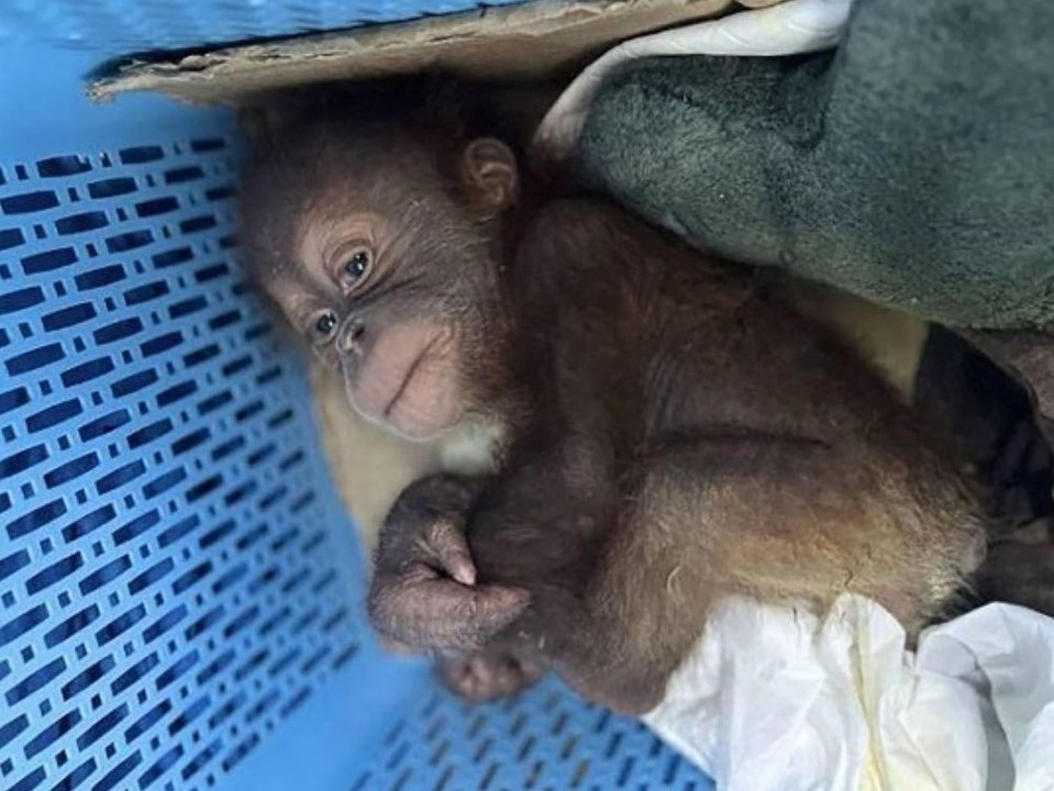 Thailand: Polizei rettet zwei Orang-Utan-Babys aus Plastikkorb