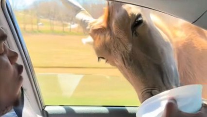 Girl and her boyfriend experience hilarious chaos in drive-through safari ride