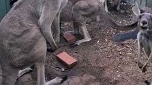 Kangaroo loves coming to pub