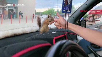 Hasta halde bulduğu sincabın vefası: Doğaya salmasına rağmen onu bırakmadı