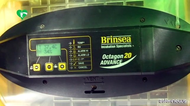 Al Bioparco di Roma è nato un raro avvoltoio Papa