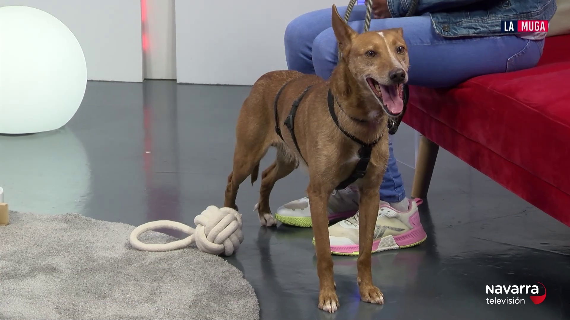Buba, un podenco en adopción muy cariñoso que busca a su familia