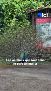 Les lémuriens du parc animalier du bois de Saint-Pierre