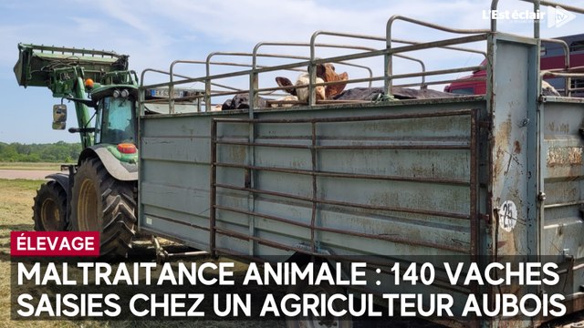 Maltraitance animale : 140 vaches saisies chez un agriculteur aubois