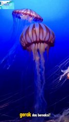 🎬Ubur-Ubur: Hewan Tanpa Otak yang Bisa Berenang!