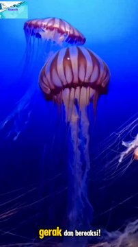 🎬Ubur-Ubur: Hewan Tanpa Otak yang Bisa Berenang!