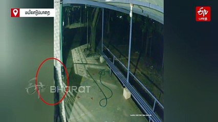 பாவம் அதுக்கு என்ன பிரச்சனையோ? அப்பனே முருகா.. மீண்டும் கோயிலுக்கு வந்த கரடி!