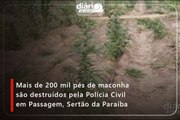 Mais de 200 mil pés de maconha são destruídos pela Polícia Civil em Passagem, Sertão da PB