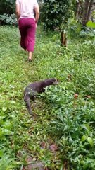 drama jalan jalan otter mencari ikan #otterdino