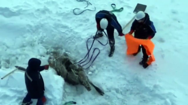 Ils sauvent un élan piégé sur un lac gelé