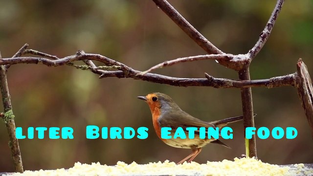 Amo la natura. Amo moltissimo gli animali e sono vegetariano. Sono un'appassionato