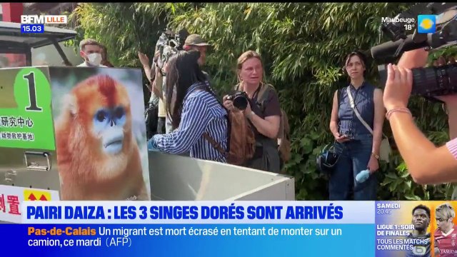 Belgique: le zoo Pairi Daiza accueille trois singes dorés venus de Chine