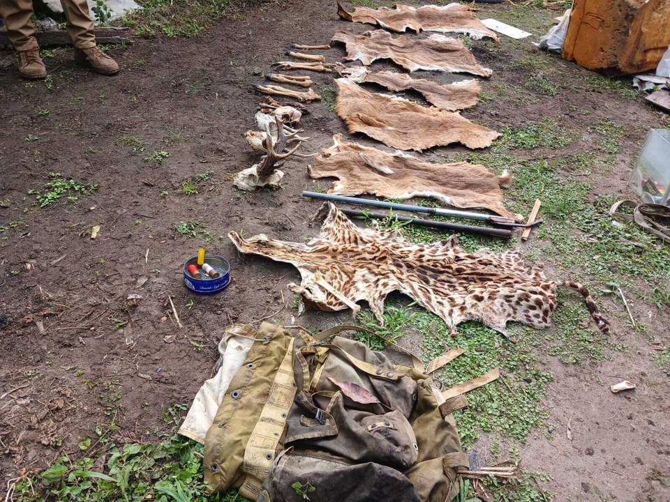 Investigan delito contra la vida silvestre tras decomiso de pieles y extremidades en Coclé