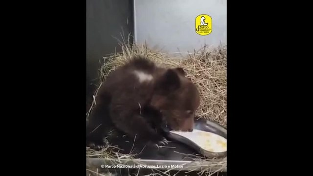Abruzzo, cucciola di orso abbandonata viene curata nel Parco Nazionale. Ecco il video