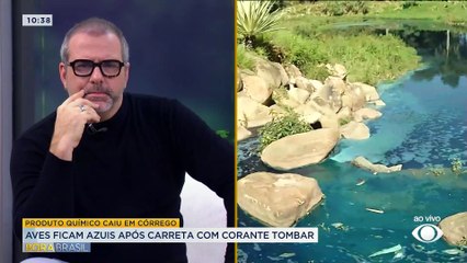 Tombamento de carreta com corante deixa patos e gansos azuis