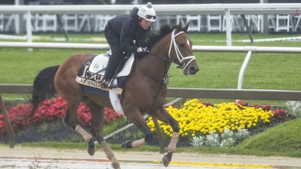 Preakness 2025 Predictions: Gino Buccola’s Top Picks & Insights