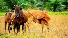 EXPLORE FARM ANIMALS