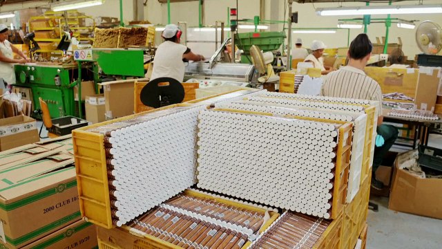 Los puros mecanizados de Cuba, el codiciado benjamín de los habanos