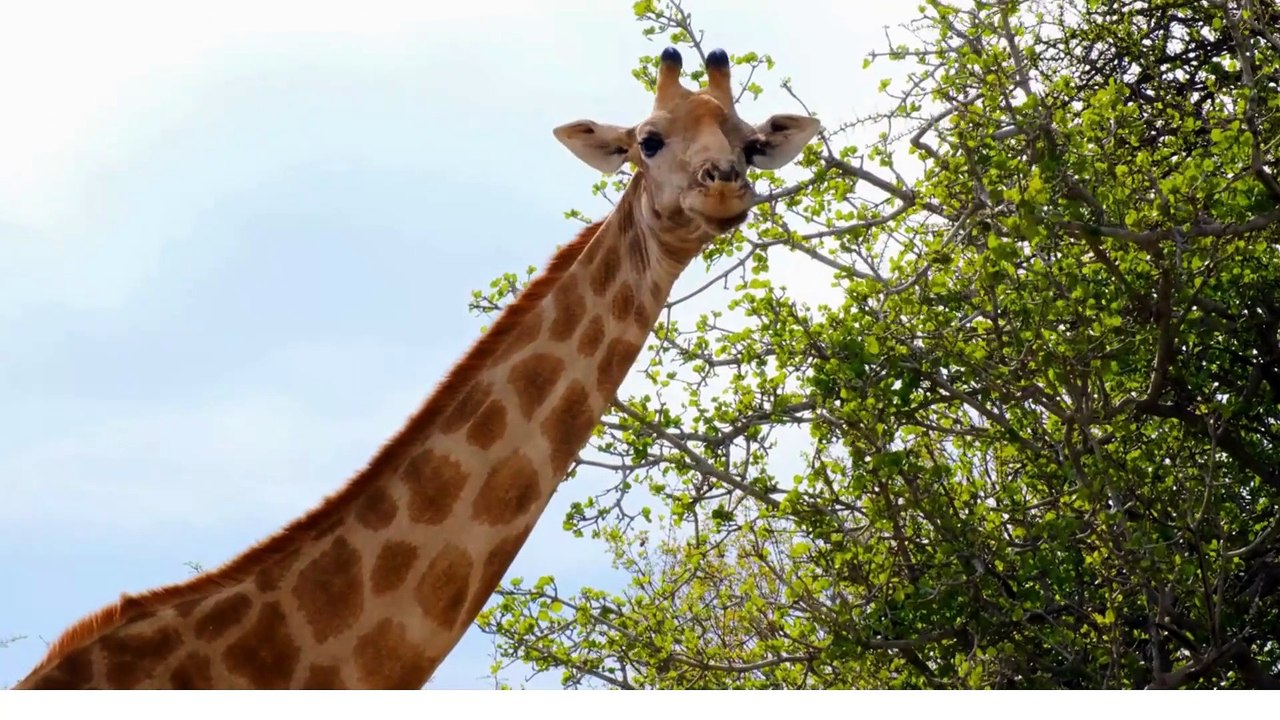 Tall, Silent, and Powerful: Discovering the Giraffe