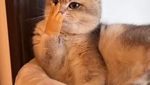 These gloves are suitable