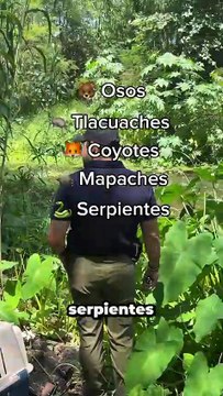 Rescate de animales silvestres en Nuevo León: procedimientos, tipo de fauna y recomendaciones de PVSNL