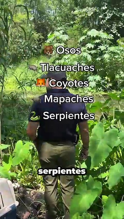 Rescate de animales silvestres en Nuevo León: procedimientos, tipo de fauna y recomendaciones de PVSNL