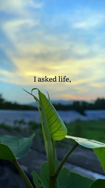 I asked life