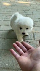 The puppy's thoughts are all written on its face