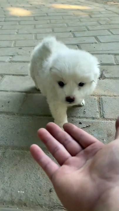 The puppy's thoughts are all written on its face