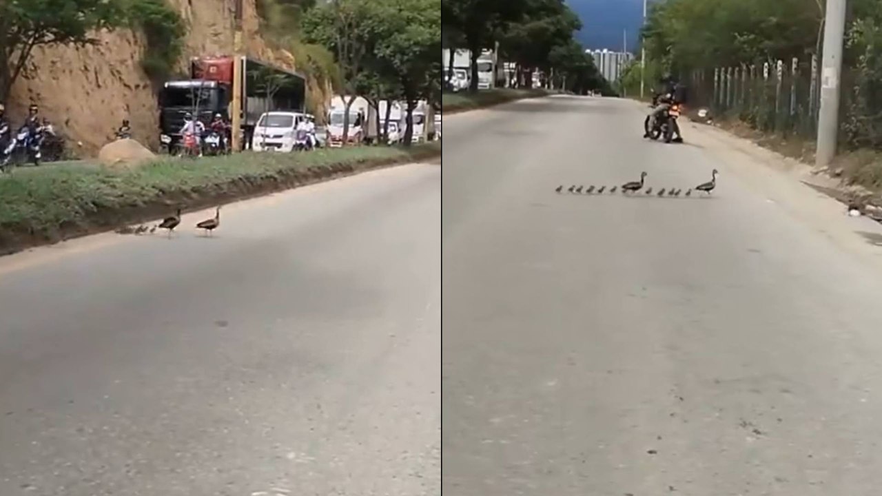 Viral: familia de patos detuvo el tráfico en un...